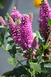 Ronica Fuchsia Speedwell (Veronica 'Ronica Fuchsia') at Lakeshore Garden Centres