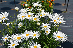 Lucille Grace Shasta Daisy (Leucanthemum x superbum 'Lucille Grace') at Lakeshore Garden Centres