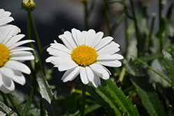 Lucille Chic Shasta Daisy (Leucanthemum x superbum 'Lucille Chic') at Lakeshore Garden Centres