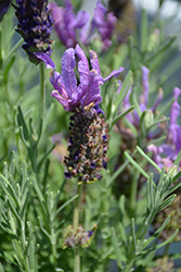 Laveanna Grand Purple Lavender (Lavandula stoechas 'Laveanna Grand Purple') at Lakeshore Garden Centres