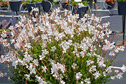 Steffi White Gaura (Gaura lindheimeri 'Steffi White') at Peter Knippel Garden Centre