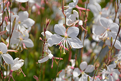 Steffi White Gaura (Gaura lindheimeri 'Steffi White') at Peter Knippel Garden Centre