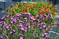 Sunstrong Violet Wallflower (Erysimum linifolium 'Sunstrong Violet') at Lakeshore Garden Centres