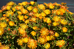SandGem Gold Ice Plant (Delosperma cooperi 'SandGem Gold') at Lakeshore Garden Centres