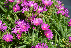 Early Bird Purple Ice Plant (Delosperma cooperi 'Early Bird Purple') at Lakeshore Garden Centres
