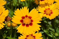 Solanna Bright Touch Tickseed (Coreopsis grandiflora 'Solanna Bright Touch') at Lakeshore Garden Centres