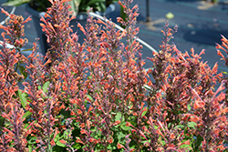 Sunny Sparks Orange Glow Hyssop (Agastache aurantiaca 'Sunny Sparks Orange Glow') at Lakeshore Garden Centres