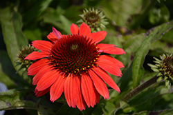 SunMagic Vintage Ruby Coneflower (Echinacea 'SunMagic Vintage Ruby') at Lakeshore Garden Centres