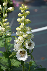 Delphina White Black Bee Larkspur (Delphinium 'Delphina White Black Bee') at Lakeshore Garden Centres