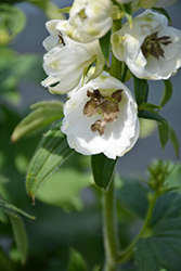 Delphina White Black Bee Larkspur (Delphinium 'Delphina White Black Bee') at Lakeshore Garden Centres