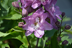 Delphina Pink White Bee Larkspur (Delphinium 'Delphina Pink White Bee') at Lakeshore Garden Centres