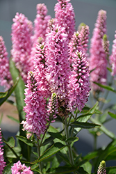 Skyward Pink Long-leaf Speedwell (Veronica longifolia 'Balskywink') at Lakeshore Garden Centres