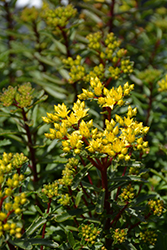 Yellow Diamonds Stonecrop (Sedum middendorfianum 'Yellow Diamonds') at Green Thumb Garden Centre