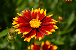 UpTick Red Tickseed (Coreopsis 'Baluptred') at Lakeshore Garden Centres