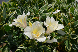 Colorita Claressa Alstroemeria (Alstroemeria 'Claressa') at Lakeshore Garden Centres