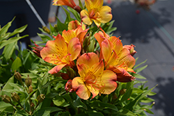 Ariane Alstroemeria (Alstroemeria 'Ariane') at Lakeshore Garden Centres