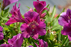 Colorita Tamara Alstroemeria (Alstroemeria 'Zapritama') at Lakeshore Garden Centres