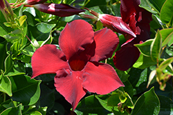 Diamantina Opal Merlot Mandevilla (Mandevilla 'LANUTAH') at Lakeshore Garden Centres