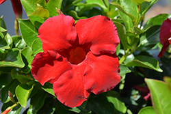 Magnetica Red Mandevilla (Mandevilla 'Magnetica Red') at Lakeshore Garden Centres