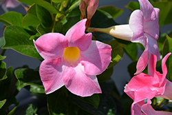 Diamantina Jade Pink Bush Mandevilla (Mandevilla 'LANNEBRASKA') at Lakeshore Garden Centres