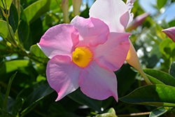 Madinia Maximo Light Pink Mandevilla (Mandevilla 'Maximo Light Pink') at Lakeshore Garden Centres