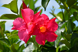 Summerstar Pink Mandevilla (Mandevilla 'Summerstar Pink') at Lakeshore Garden Centres