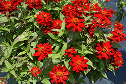 Profusion Double Red Zinnia (Zinnia 'Profusion Double Red') at Lakeshore Garden Centres