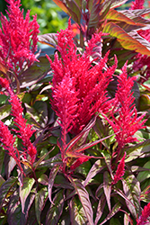 Flamma Bright Rose Celosia (Celosia 'Flamma Rose') at Lakeshore Garden Centres