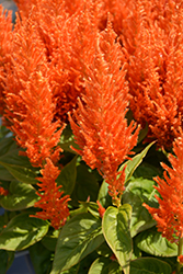 Flamma Orange Celosia (Celosia 'Flamma Orange') at Lakeshore Garden Centres