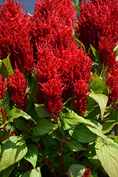 Flamma Red Celosia (Celosia 'Flamma Red') at Lakeshore Garden Centres