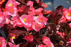 Viking Pink on Chocolate Begonia (Begonia 'Viking Pink on Chocolate') at Lakeshore Garden Centres