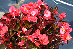 Viking Rose on Bronze Begonia (Begonia 'Viking Rose on Bronze') at Lakeshore Garden Centres