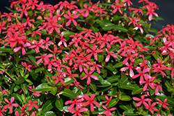 Soiree Kawaii Red Shades Vinca (Catharanthus roseus 'Soiree Kawaii Red Shades') at Lakeshore Garden Centres