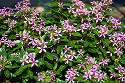 Soiree Kawaii Light Purple Vinca (Catharanthus roseus 'SUNCATFE 291') at Lakeshore Garden Centres