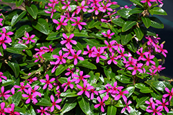 Soiree Kawaii Lavender Vinca (Catharanthus roseus 'Soiree Kawaii Lavender') at Lakeshore Garden Centres