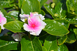 Soiree Flamenco Senorita Pink Vinca (Catharanthus roseus 'Soiree Flamenco Senorita Pink') at Lakeshore Garden Centres