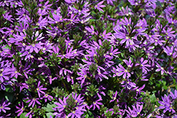 Surdiva Purple Fan Flower (Scaevola aemula 'Surdiva Purple') at Lakeshore Garden Centres