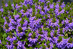 Surdiva Blue Sky Fan Flower (Scaevola aemula 'Surdiva Blue Sky') at Lakeshore Garden Centres
