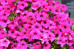 Surfinia Sumo Plum Petunia (Petunia 'Surfinia Sumo Plum') at Lakeshore Garden Centres