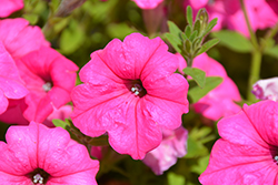 Surfinia Sumo Pink Petunia (Petunia 'Surfinia Sumo Pink') at Lakeshore Garden Centres