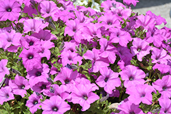 Surfinia Sumo Bold Lilac Petunia (Petunia 'Surfinia Sumo Bold Lilac') at Lakeshore Garden Centres