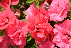Surfinia Summer Double Salmon Petunia (Petunia 'Surfinia Summer Double Salmon') at Lakeshore Garden Centres