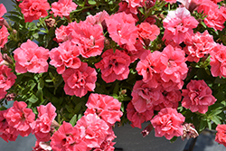 Surfinia Summer Double Salmon Petunia (Petunia 'Surfinia Summer Double Salmon') at Lakeshore Garden Centres