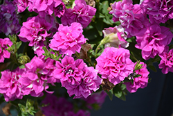 Surfinia Summer Double Rose Petunia (Petunia 'Surfinia Summer Double Rose') at Lakeshore Garden Centres