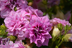 Surfinia Summer Double Pink Petunia (Petunia 'Surfinia Summer Double Pink') at Lakeshore Garden Centres