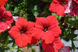 Surfinia Deep Red Petunia (Petunia 'Surfinia Deep Red') at Lakeshore Garden Centres