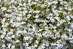 Suntory Trailing White Lobelia (Lobelia 'Suntory Trailing White') at Lakeshore Garden Centres