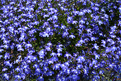 Suntory Trailing Blue with Eye Lobelia (Lobelia 'Suntory Trailing Blue with Eye') at Lakeshore Garden Centres