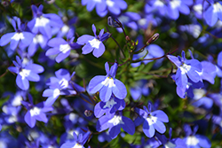 Suntory Trailing Blue with Eye Lobelia (Lobelia 'Suntory Trailing Blue with Eye') at Lakeshore Garden Centres
