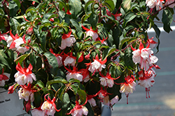 Angel Earrings Double Red Fuchsia (Fuchsia 'Angel Earrings Double Red') at Lakeshore Garden Centres